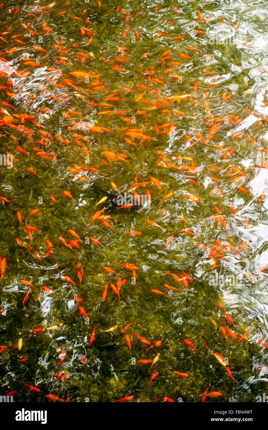 Viele Goldfische im Teich Schulbildung Stockfoto