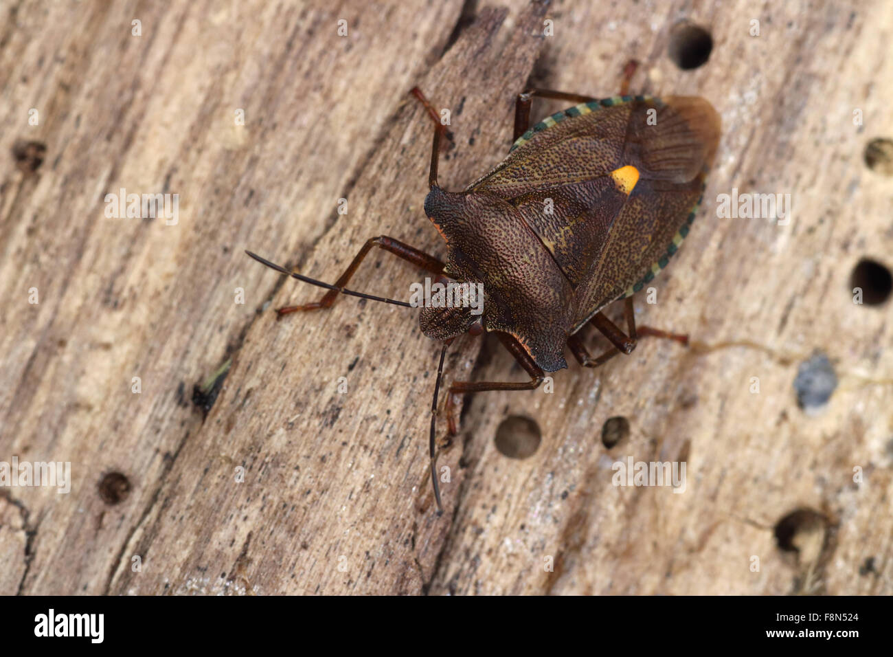 Rot-Legged Shieldbug Pentatoma Art kriecht auf morschem Holz Stockfoto