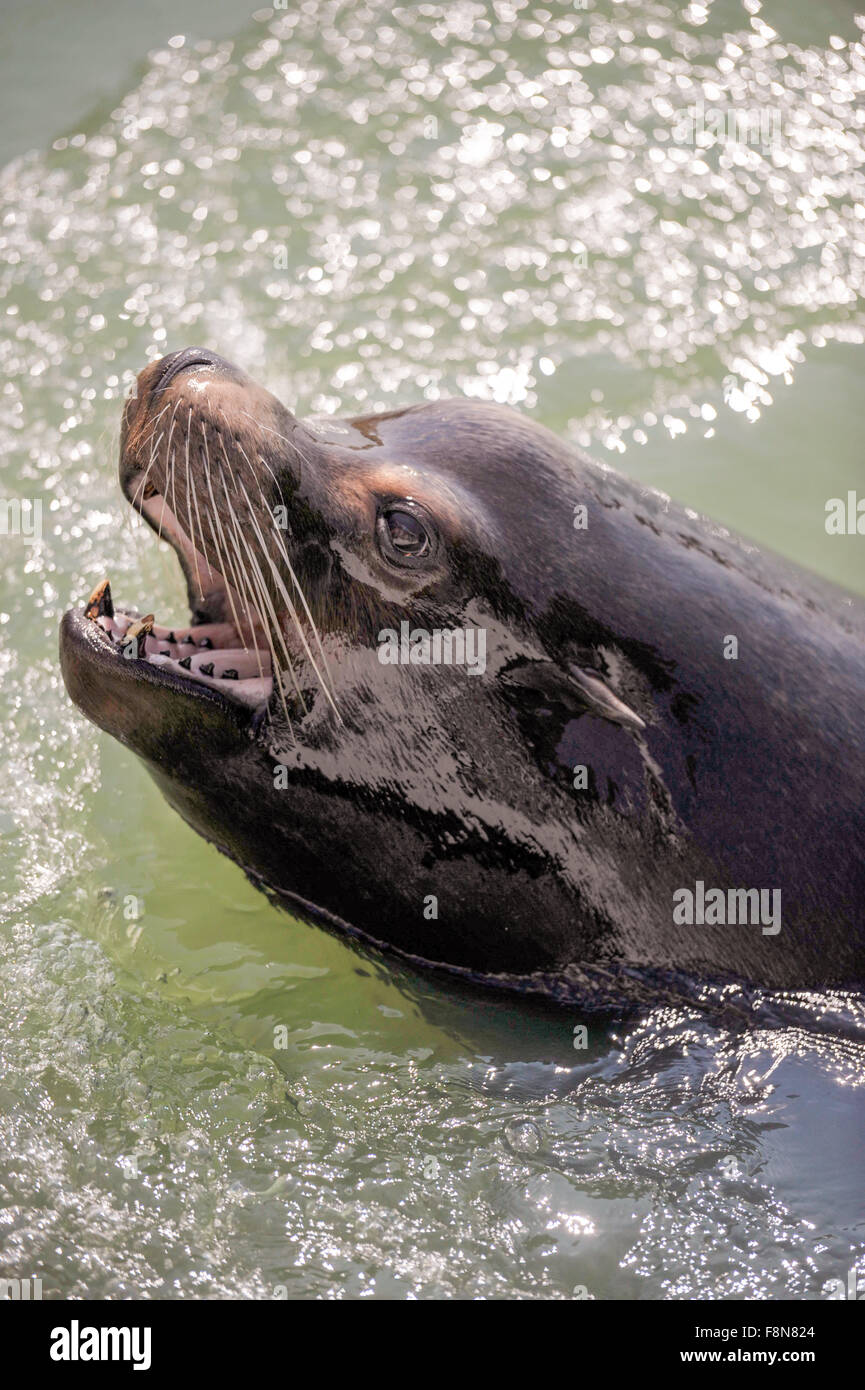 Siegel-Löwe im Wasser schwimmen Stockfoto