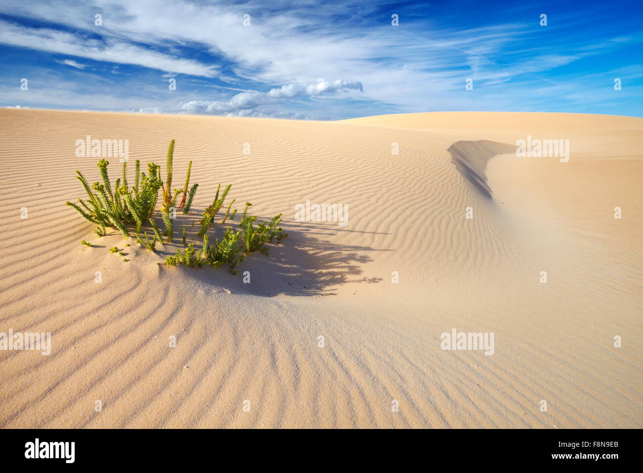 Landschaft der Wüste Sanddünen im Parque Natural de Corralejo, Kanaren Insel Fuerteventura, Spanien Stockfoto