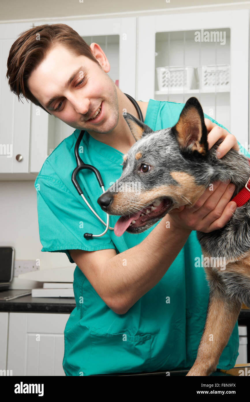 Tierarzt-Untersuchung Hund In der Chirurgie Stockfoto