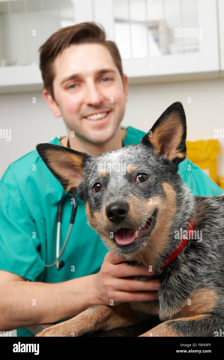 Hund In Uniform -Fotos Und -Bildmaterial In Hoher Auflsung Alamy