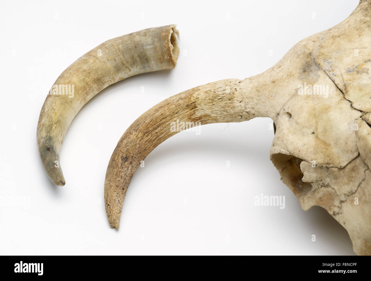 Rinder-Horn mit Keratin Scheide aus den Knochen Stockfoto