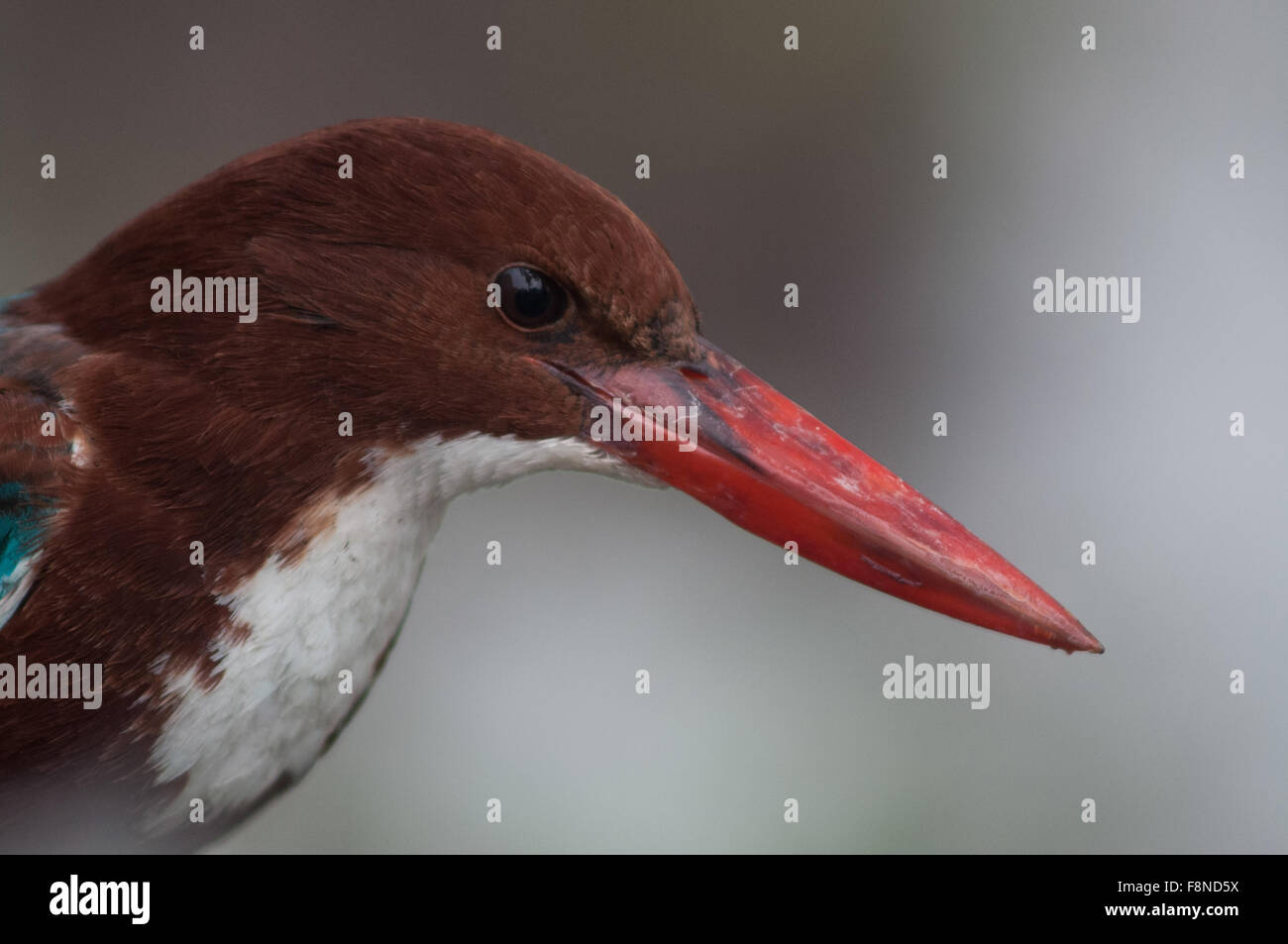 Ein Erwachsener weiß Breasted Kingfisher, Halcyon Smyrnensis (Linnaeus) auf der Suche nach Nahrung in einem Garten, Noida, Uttar Pradesh, Indien. Stockfoto