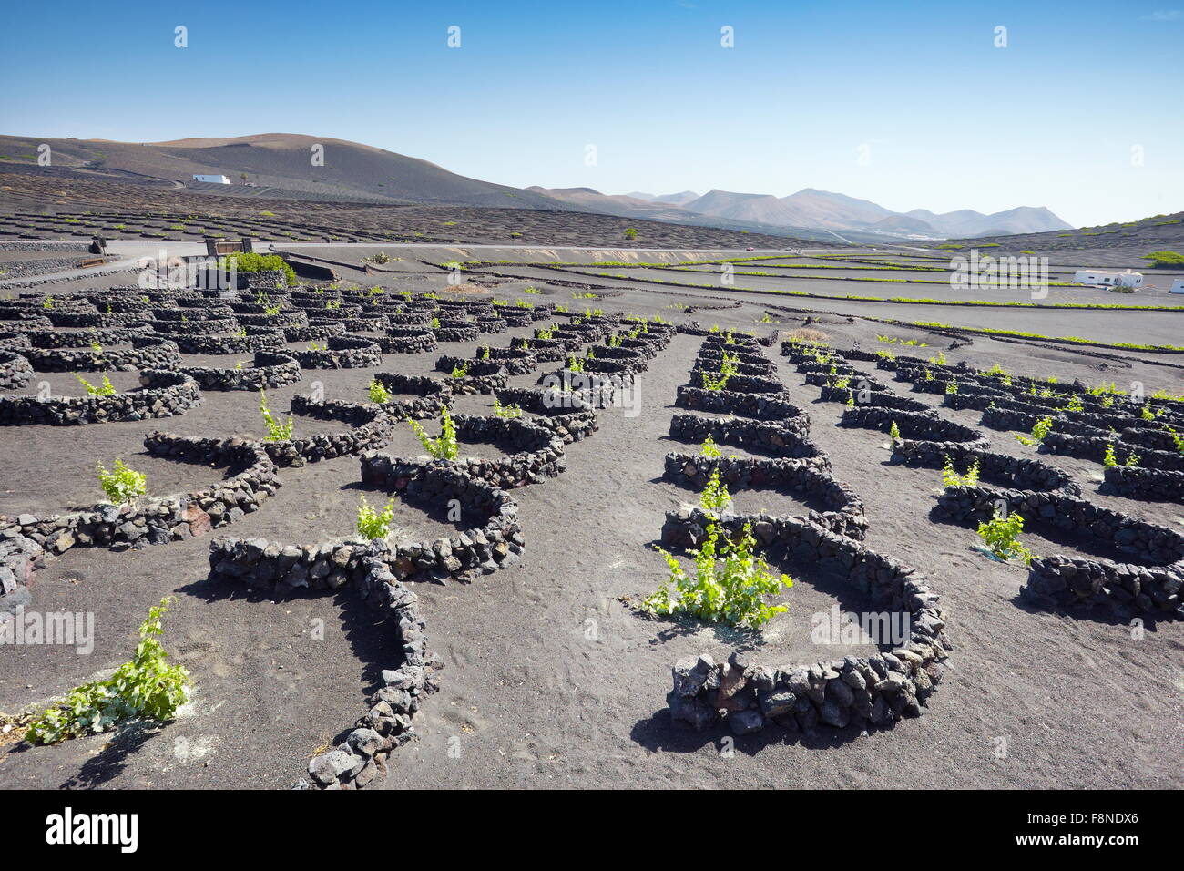 Insel Lanzarote, La Geria, Landschaft der Pflanzung von Weinreben, Spanien, Kanarische Inseln Stockfoto