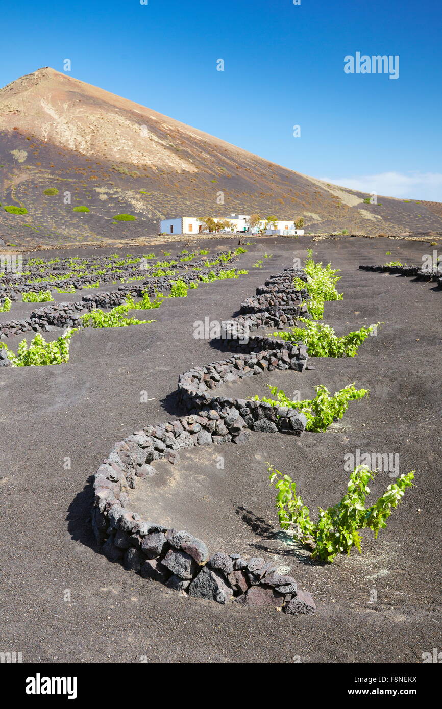 Pflanzung von Grafiken in vulkanischen Boden in La Geria, Insel Lanzarote, Kanarische Inseln, Spanien Stockfoto