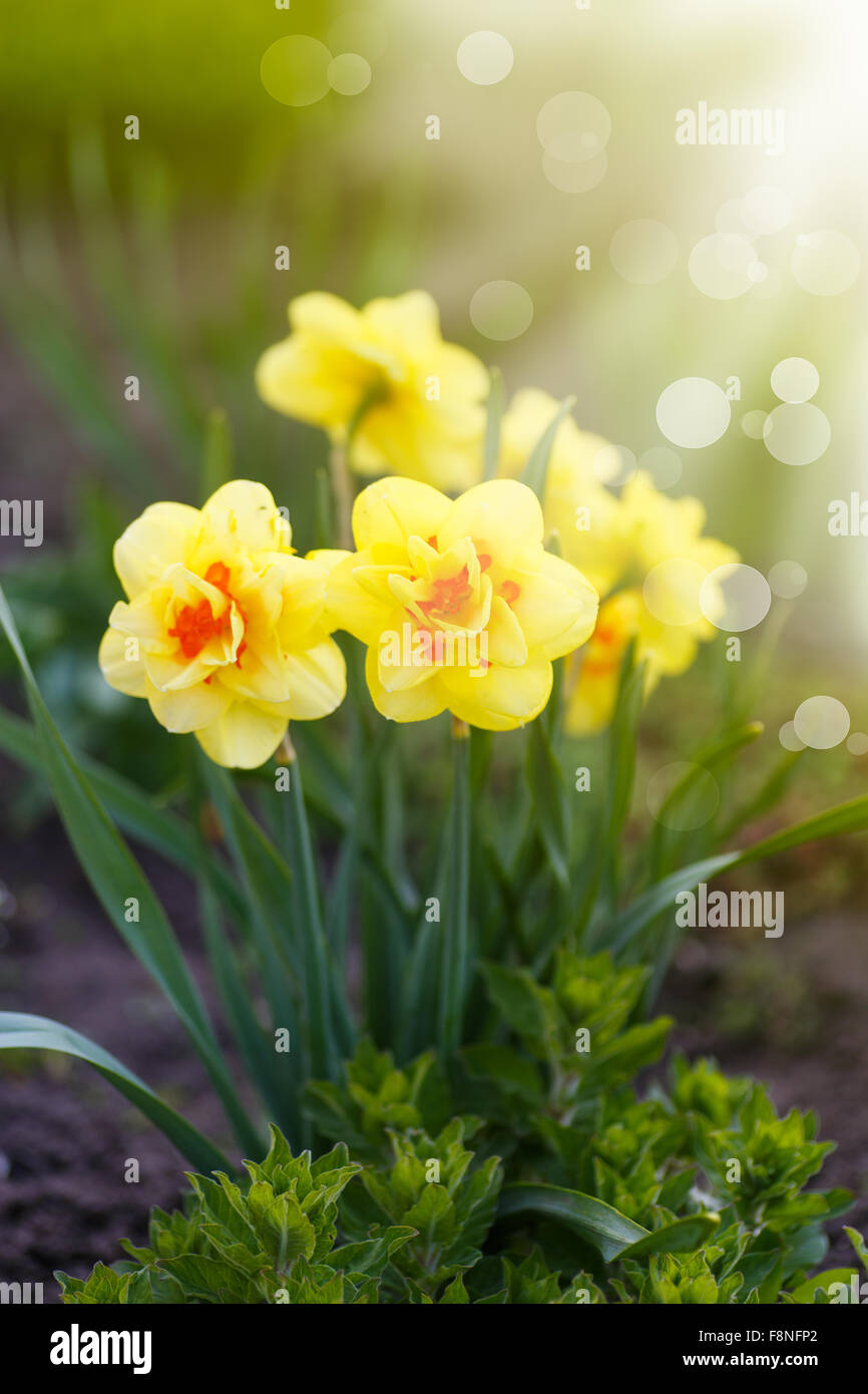 schönen blühenden Narzissen im freien Stockfoto