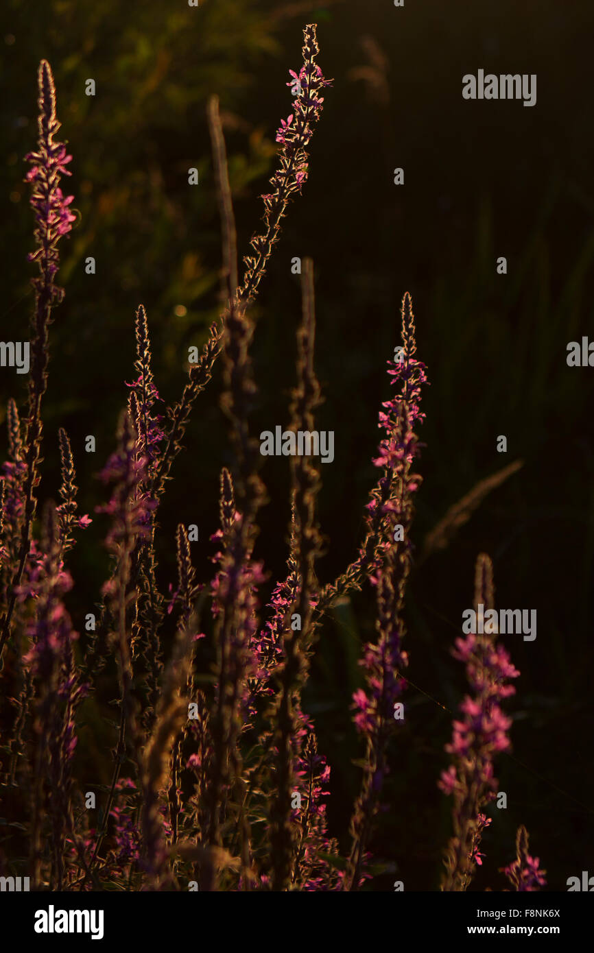 Blumen von Morgenlicht beleuchtet in einem Gebiet an der Atlantikküste Portugal, Primulaceae, versetzt Blutweiderich, Ökologie, Biologie, Botanik Stockfoto