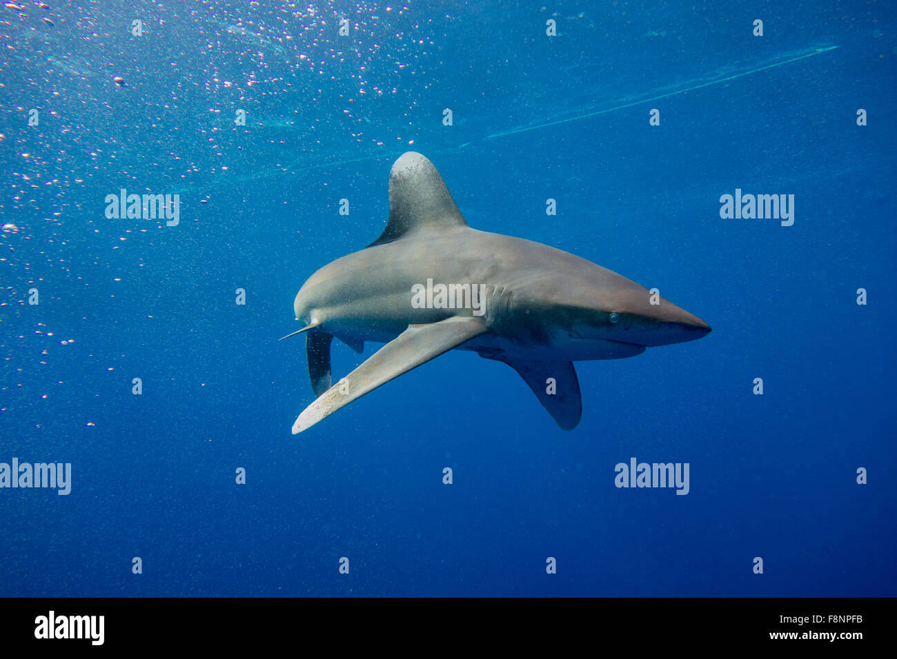 Ozeanische Weißspitzen Hai, Carcharhinus Longimanus aus Elphinestone, Rotes Meer, Ägypten. Stockfoto