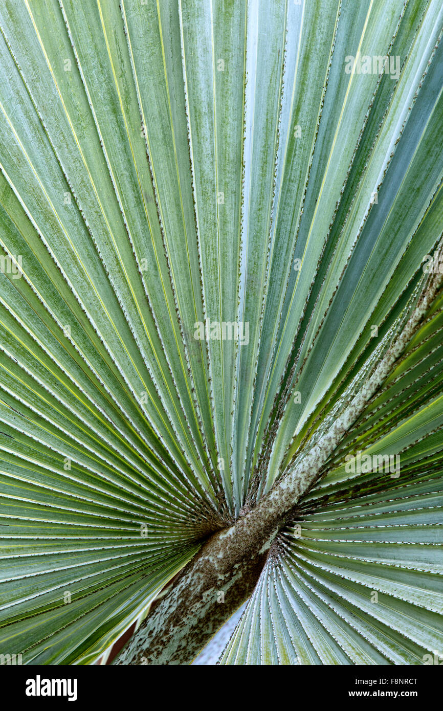 Nahaufnahme der Bismarckia Nobilis Palmblatt. Stockfoto