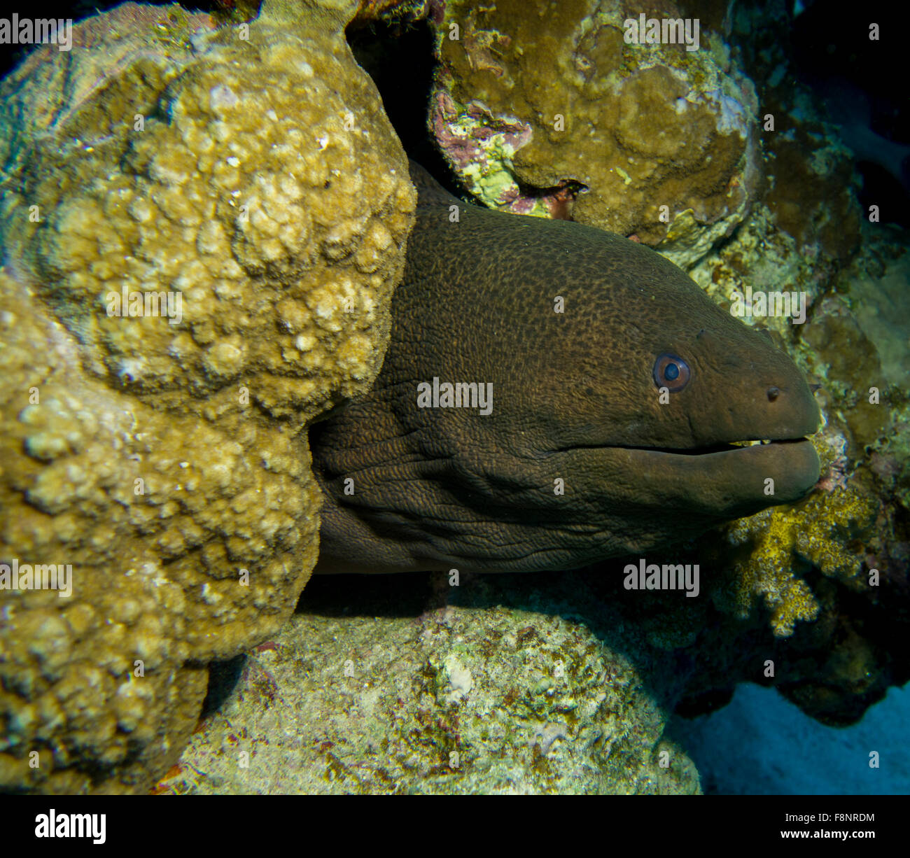 Riesen Muräne Gymnothorax Javanicus in einem Korallenriff, South Rotes Meer, Ägypten. Stockfoto