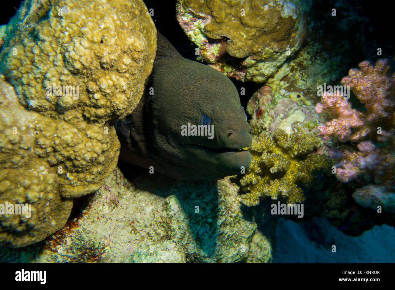 Riesen Muräne Gymnothorax Javanicus in einem Korallenriff, South Rotes Meer, Ägypten. Stockfoto