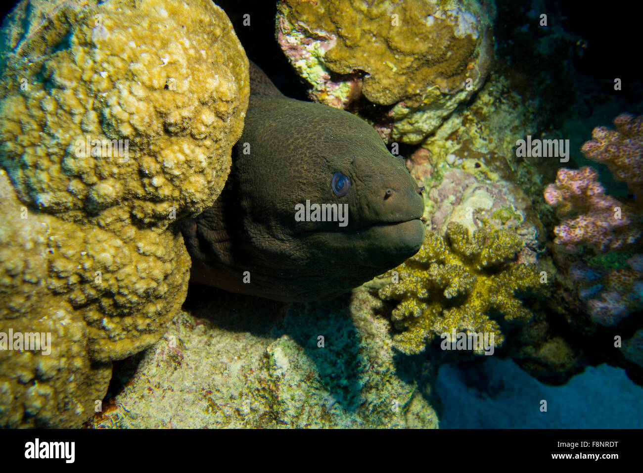 Riesen Muräne Gymnothorax Javanicus in einem Korallenriff, South Rotes Meer, Ägypten. Stockfoto