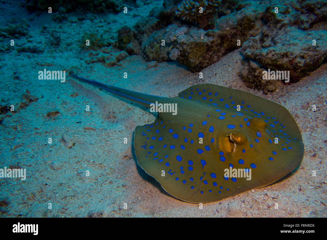 Ein Bluespotted Ribbontail Strahl, Taeniura Lymma, Südliches Rotes Meer, Marsa Alam, Ägypten. Stockfoto