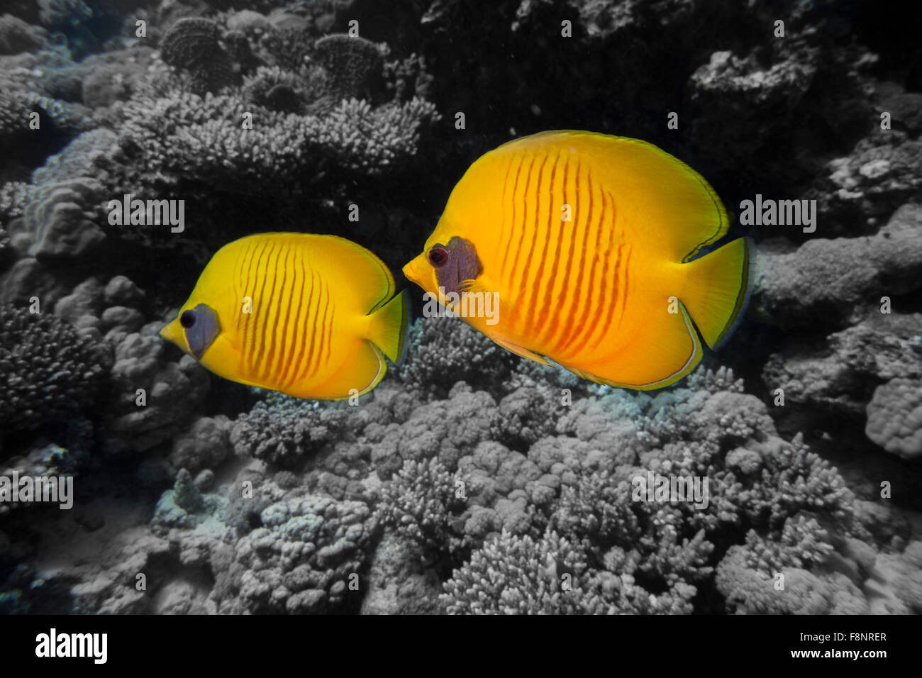 Blau-cheeked Butterflyfish Chaetodontidae Semilarvatus aus dem Roten Meer, Süden von Ägypten, Marsa Alam. Stockfoto