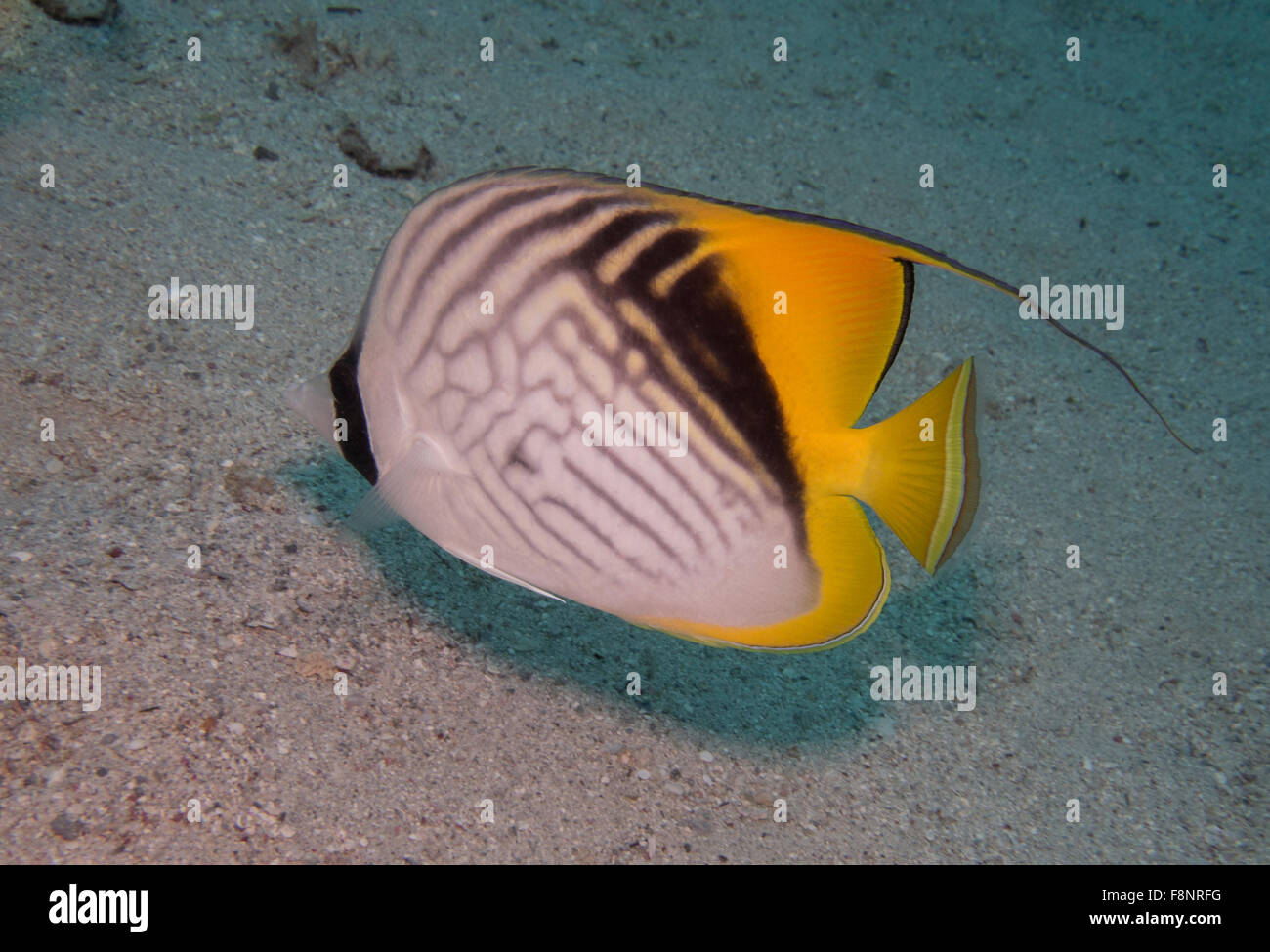 Ein Threadfin Butterflyfish, Chaetodontidae Auriga, aus dem Roten Meer im Süden von Ägypten. Dieser zeigt einer Unregelmäßigkeit in ihrem Muster. Stockfoto