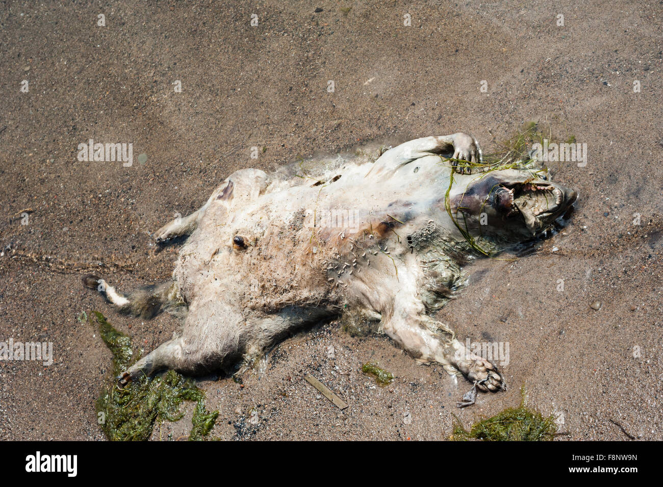 Toten Waschbären in Pose liegen auf der Rückseite auf nassen Strand mit offenem Mund, und Maden ab Leiche zu essen. Stockfoto