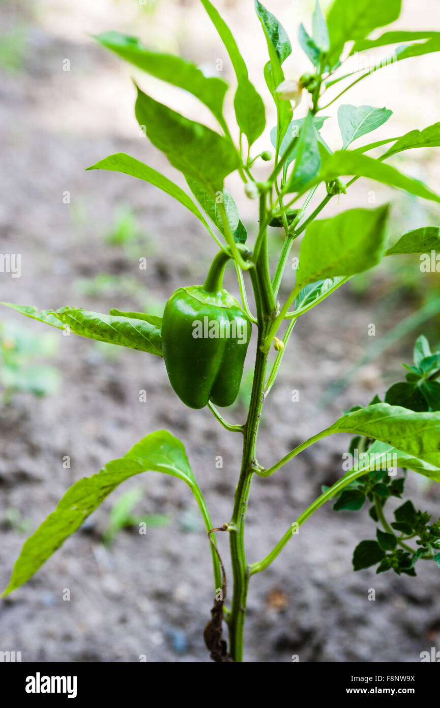 Einzige grüne Paprika Pflanze auf kleinen grünen Stiel gegen verwackelte Schmutz Hintergrund. Stockfoto