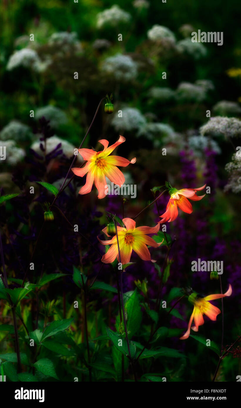 dahlia twynings revel beleuchtete mehrjährige Blumenbeet stehen aus stehen Aus RM Floral Stockfoto