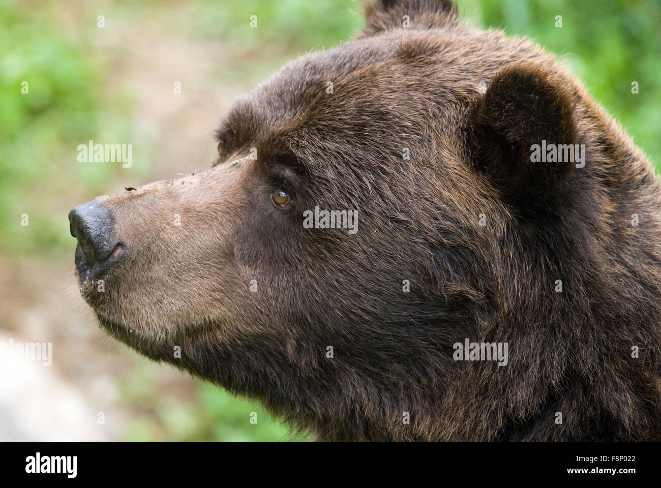 Braunbär (Ursus arctos) in der Wildnis, Osservatorio Eco-Faunistico Alpino, Aprica, Lombardei, Italien Stockfoto