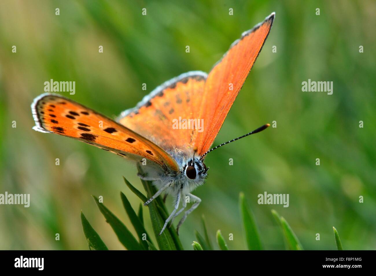 Türkische firey Kupfer Schmetterling (Lycaena Ochimus) Stockfoto