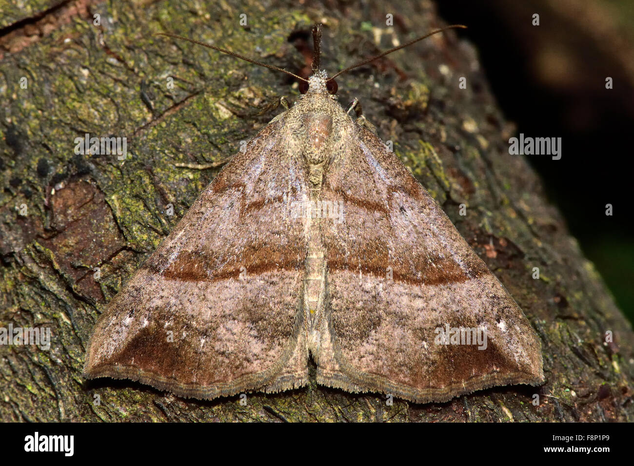 Die Schnauze Moth (Hypena Proboscidalis) Stockfoto