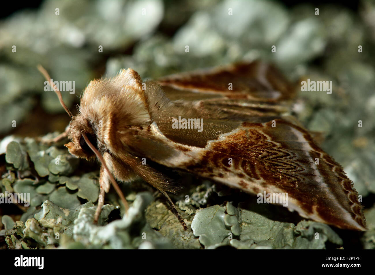 Buff Bögen Motte (Habrosyne Pyritoides).  Eine schöne Motte in der Familie Drepanidae, in Ruhe zu flechten Stockfoto