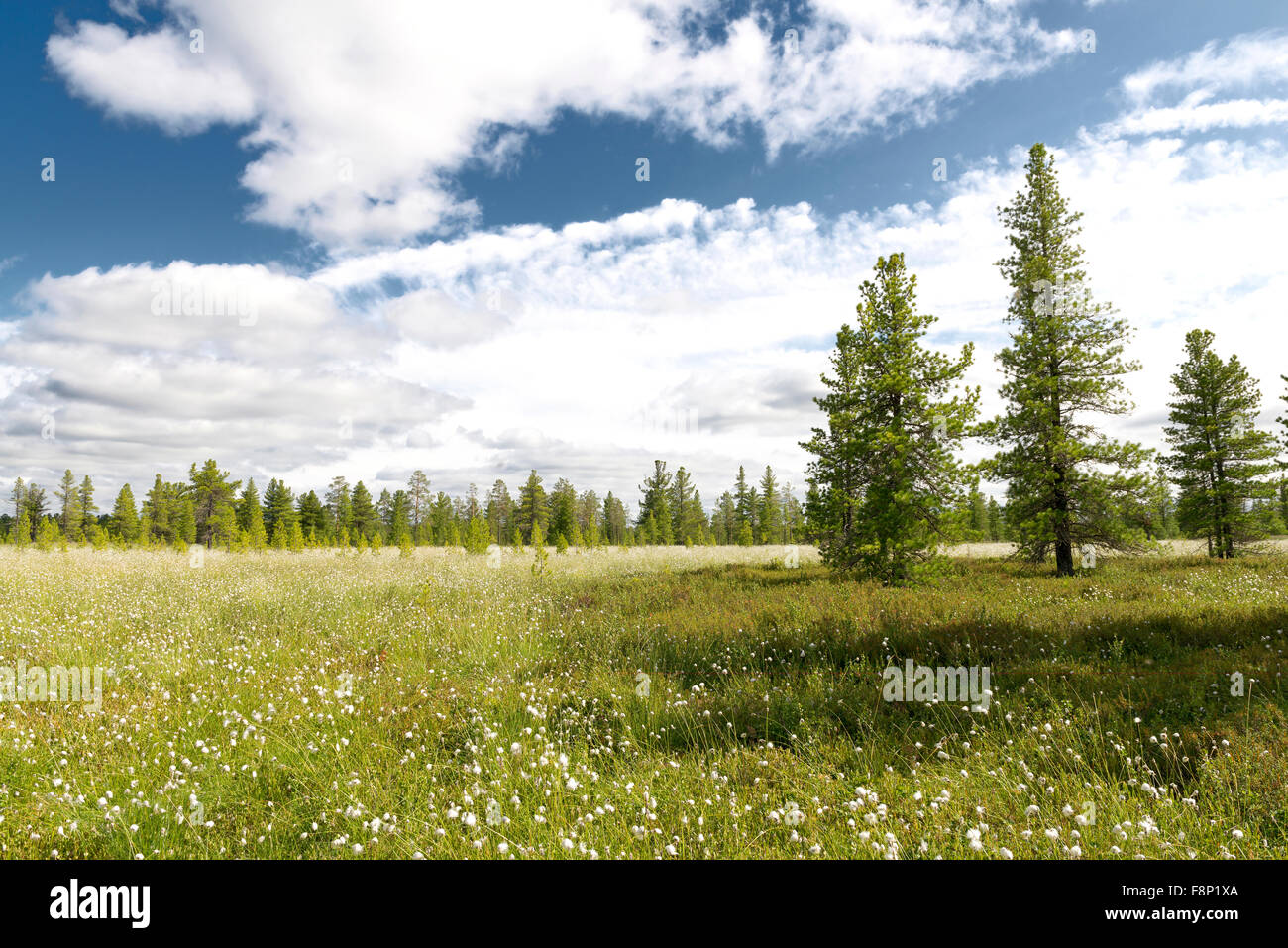 Sommerlandschaft mit blühenden Wollgras Stockfoto