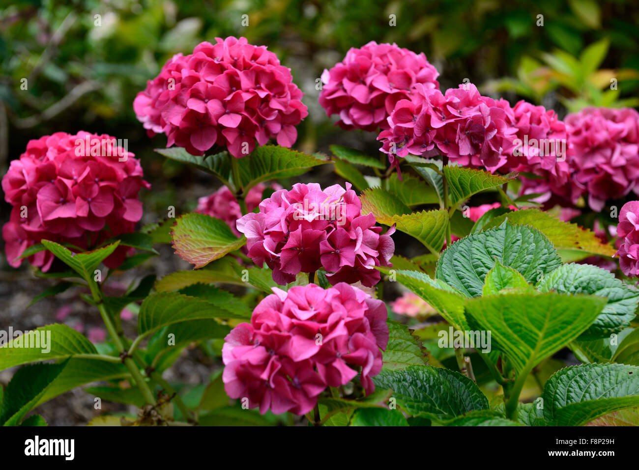 Hydrangea Macrophylla Masja pink rote Blumen Blume Blüte Blüte