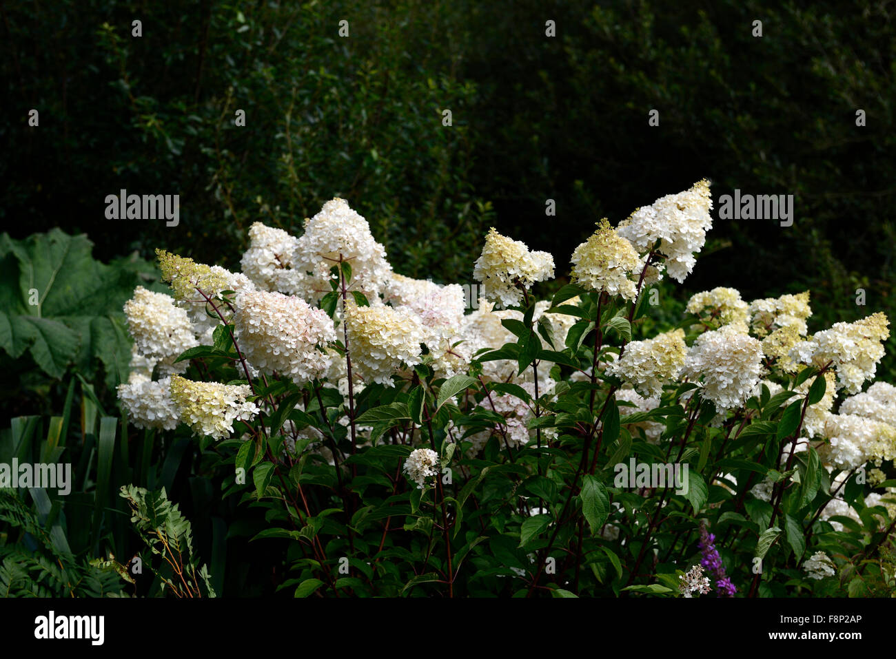 Hydrangea Paniculata Limelight blüht Blüte Blume weiß Schatten im schattigen Garten Gartenarbeit RM Floral Schatten Stockfoto