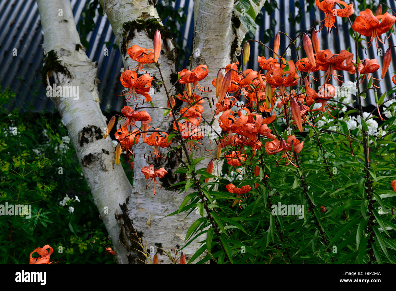 Lilium lancifolium weiße Rinde Birkenstamm Orange weißer Garten Kontrast RM Floral anzeigen Stockfoto