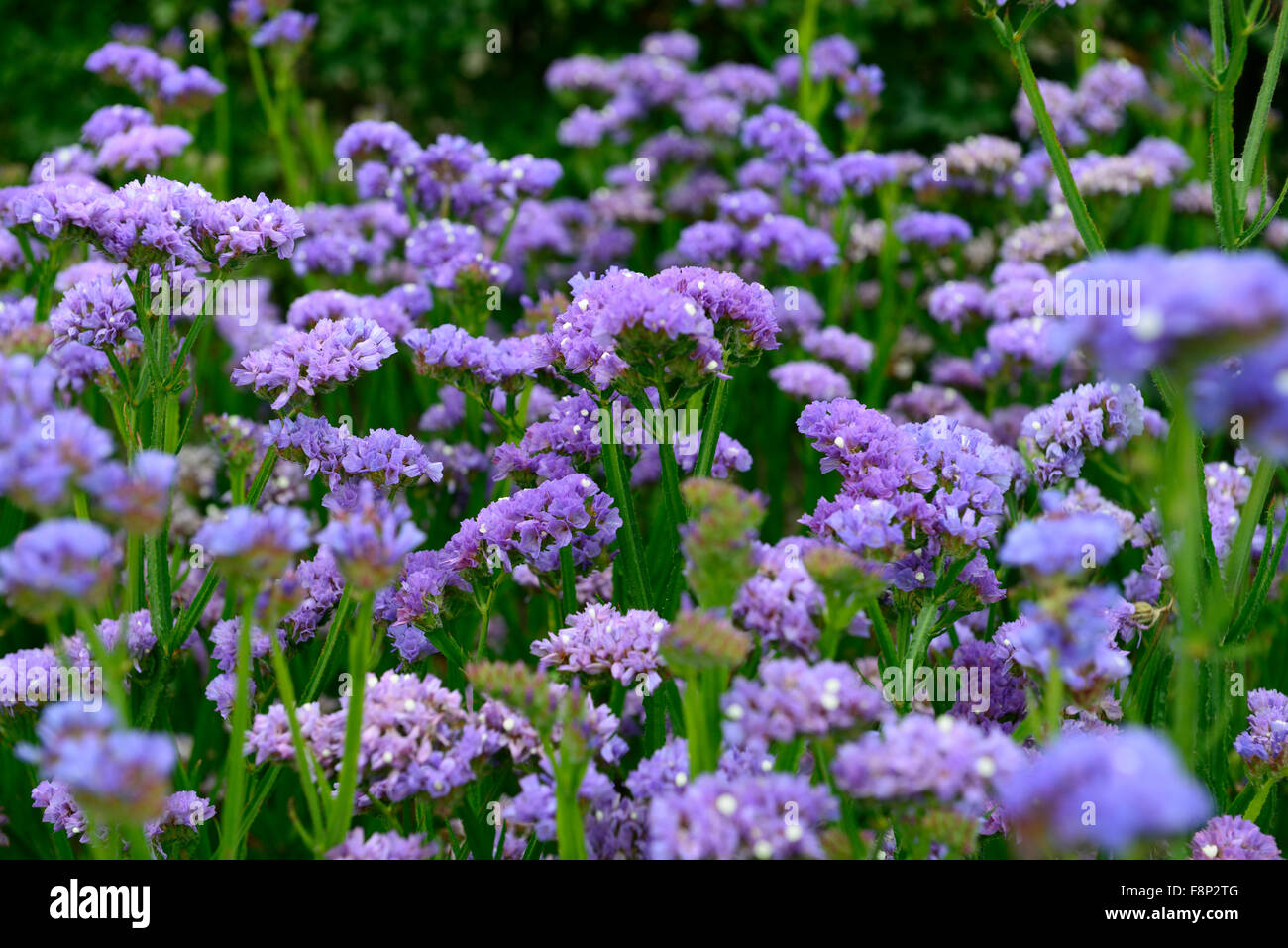Limonium Sinuatum Himmelblau Statice jährlichen einjährigen Blumen Blüte Blumenbeet anzeigen Masse massierten Fülle profuse RM Floral Stockfoto