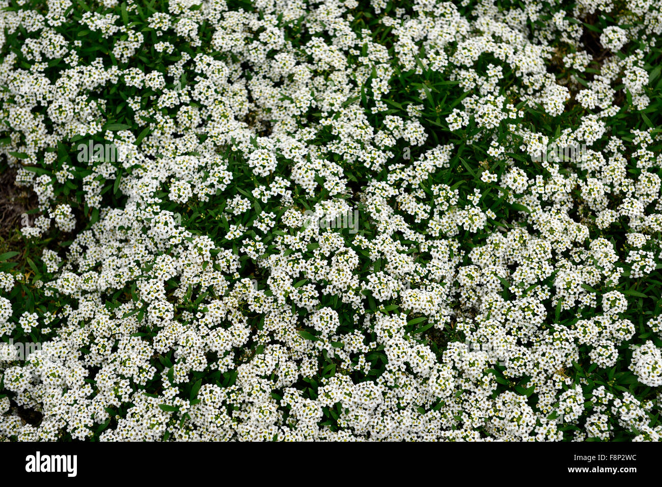 Lobularia Maritima Teppich des Schnees Syn Alyssum Sorte Wunderland weiße Blume Blüte blühen jährlich Masse reichlicher Fülle Farbe Stockfoto