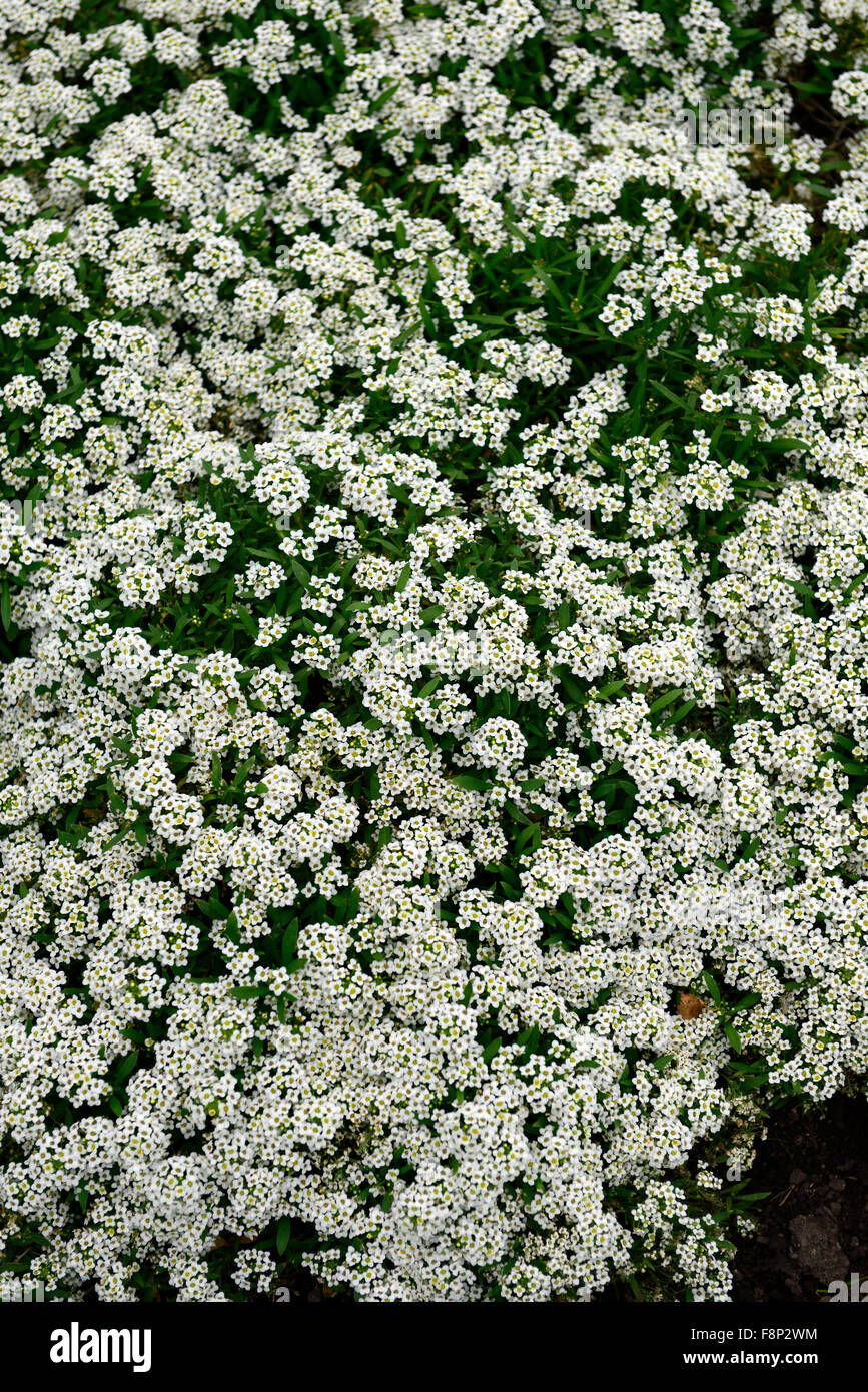Lobularia Maritima Teppich des Schnees Syn Alyssum Sorte Wunderland weiße Blume Blüte blühen jährlich Masse reichlicher Fülle Farbe Stockfoto