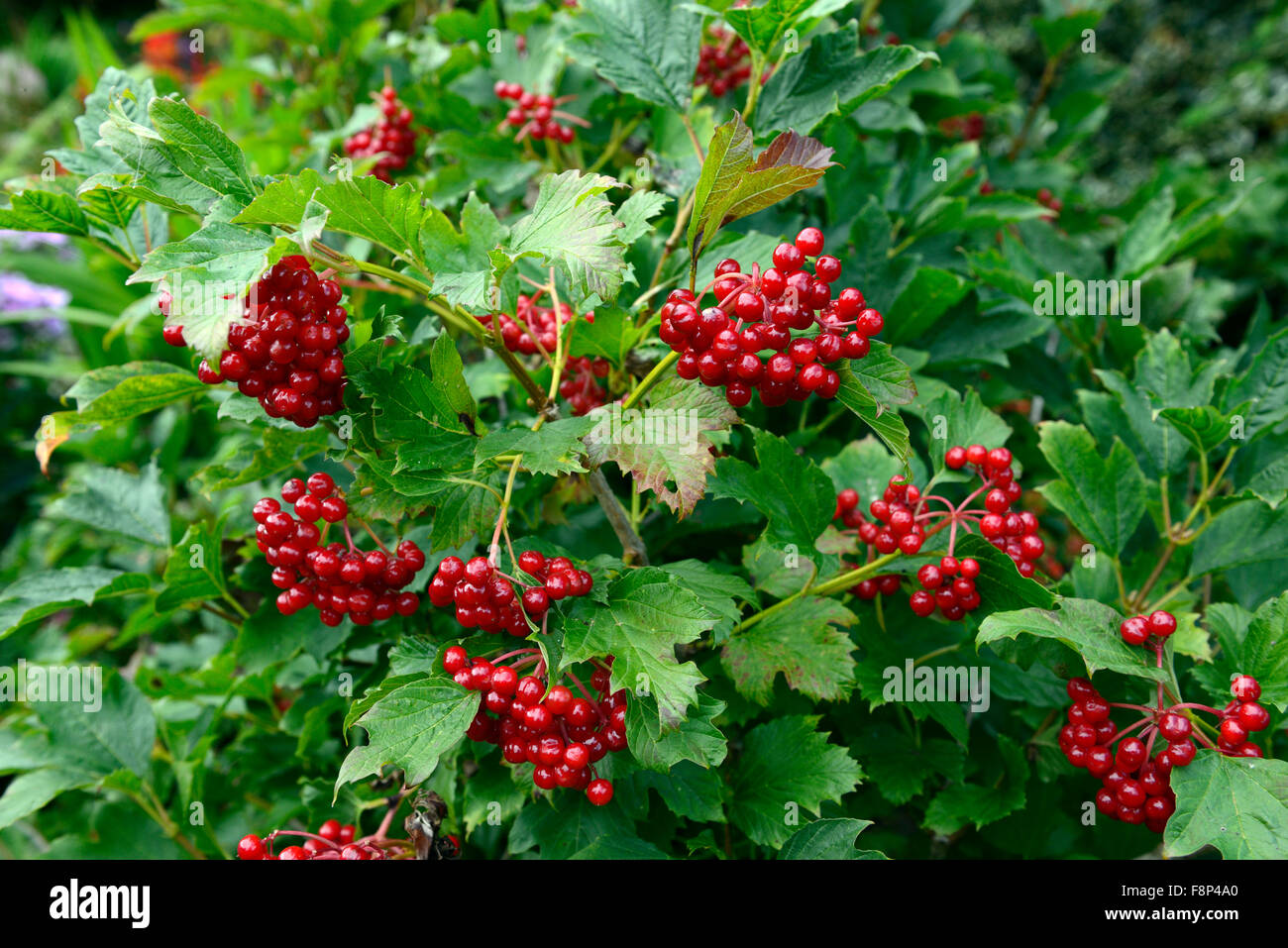 Strauch Mit Roten Beeren Im Herbst Leoniduboes
