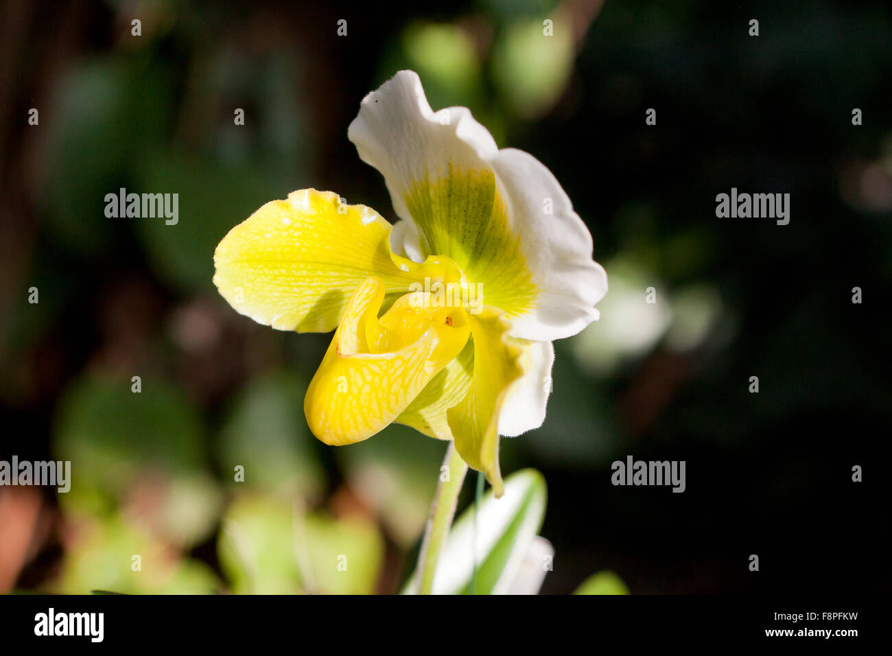 Venus Slipper Orchidee Blume (Paphiopedilum) Stockfoto