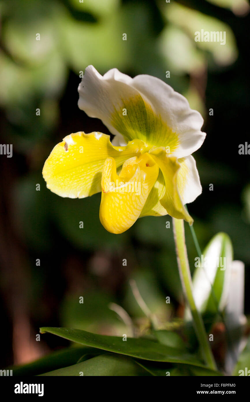 Venus Slipper Orchidee Blume (Paphiopedilum) Stockfoto