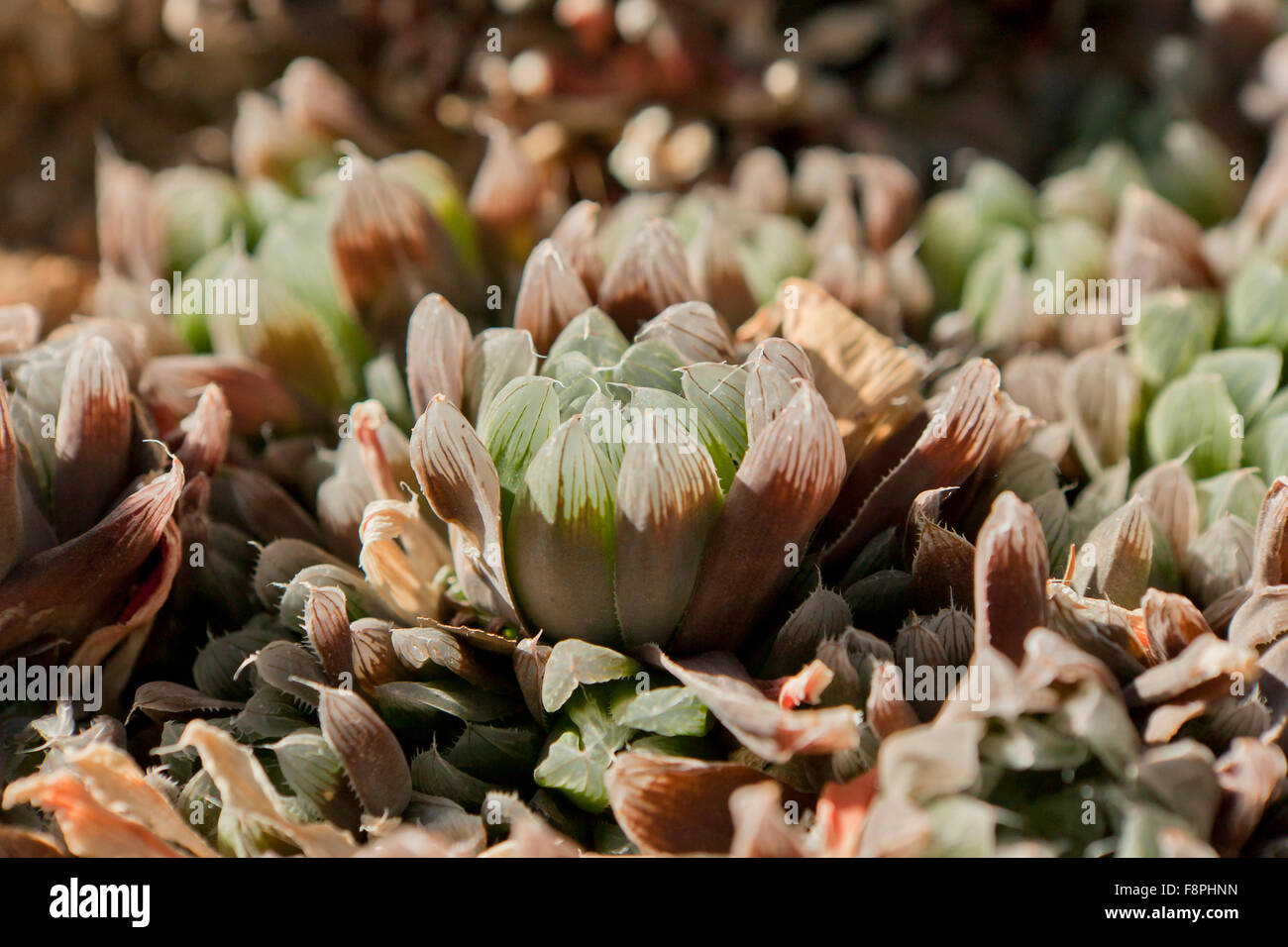 Haworthia Mirabilis Pflanze Stockfoto