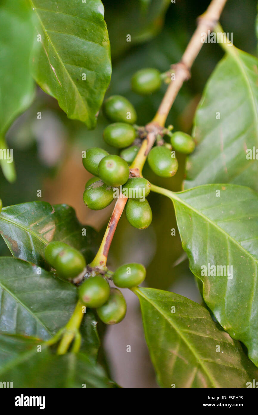 Kaffee Früchte der Pflanze (Coffea Arabica) Stockfoto