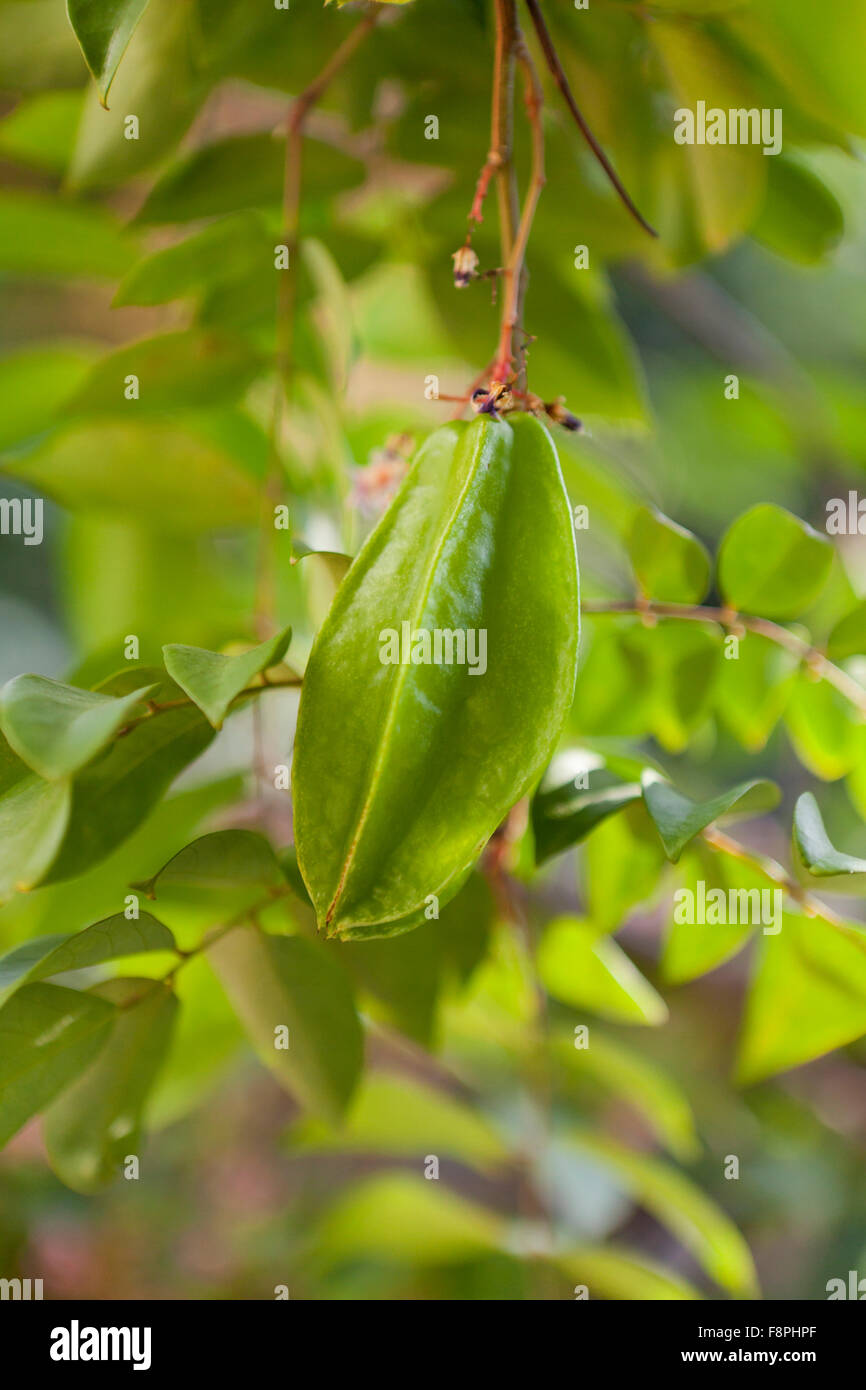 Karambolen, AKA Sternfrüchte (Gattung Karambolen) auf Baum Stockfoto