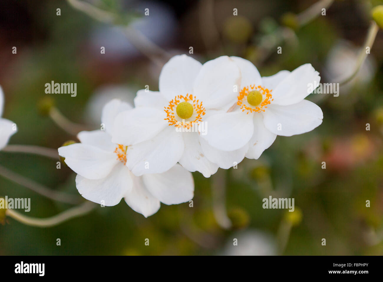 Japanische Anemonenblume (Hybrid Honorine Jobert) Stockfoto