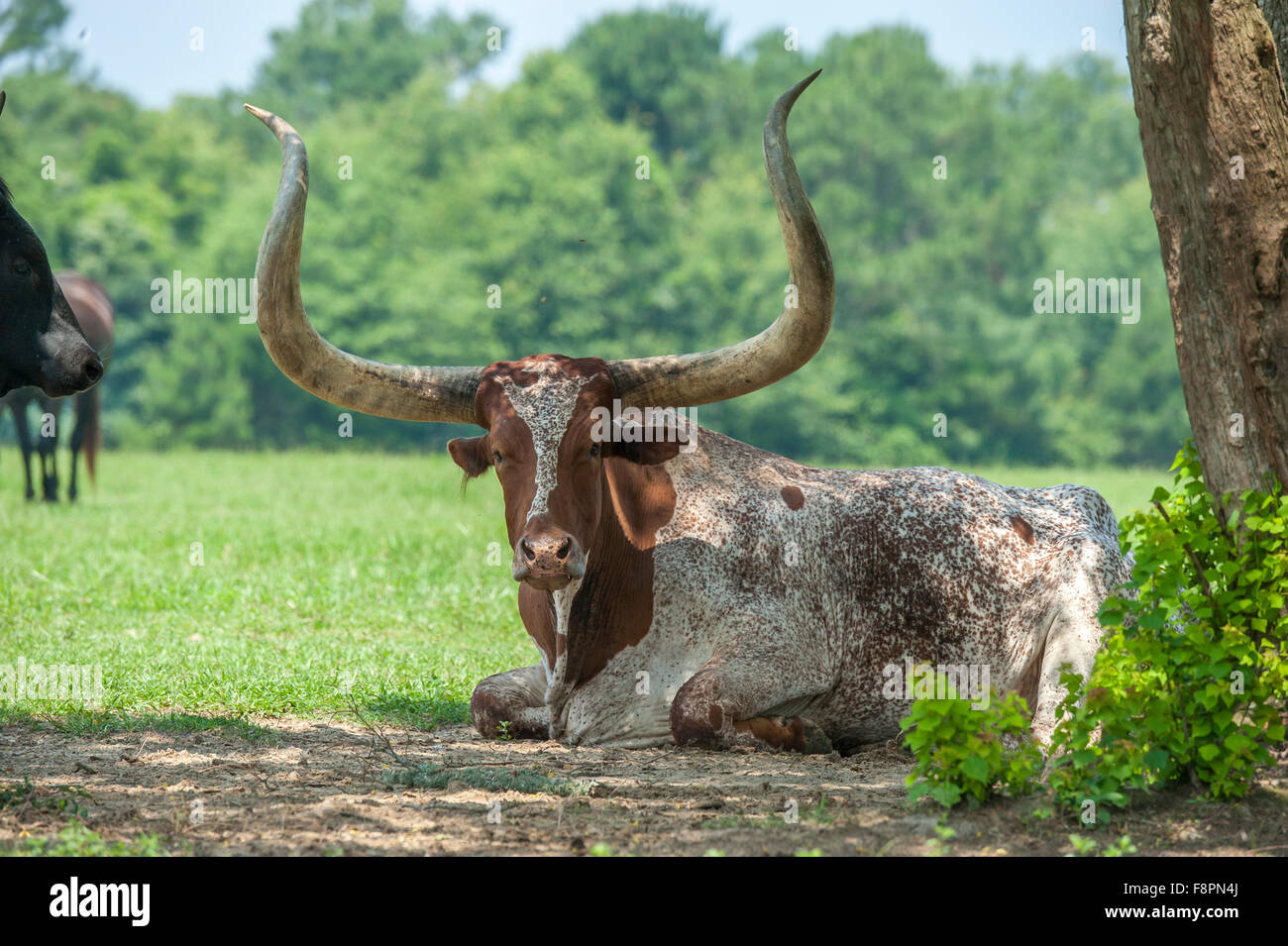 Watusi - Texas Longhorn Steer Kreuz Rasse Stockfoto