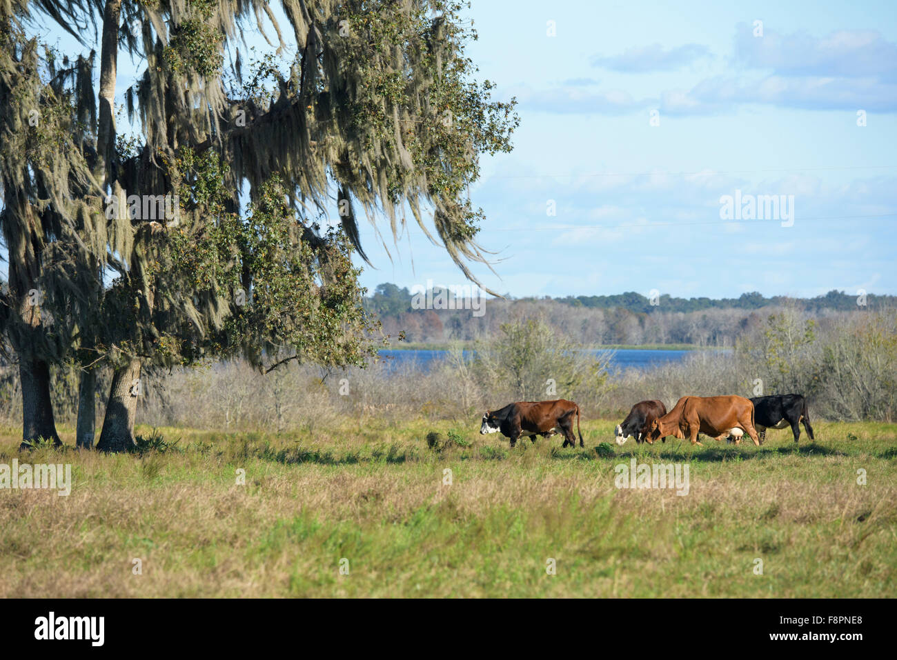 Rinder grasen auf der Weide in der Nähe von Orange Lake, FL Stockfoto