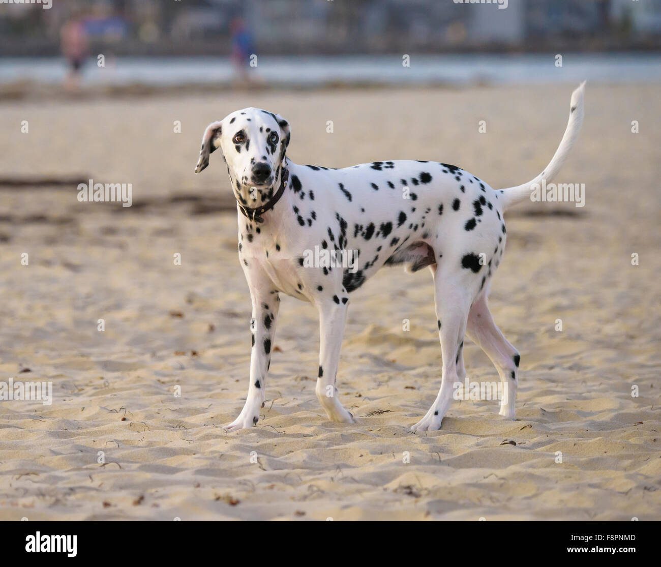 Dalmatiner am Ocean Beach, CA-Ufer Stockfoto