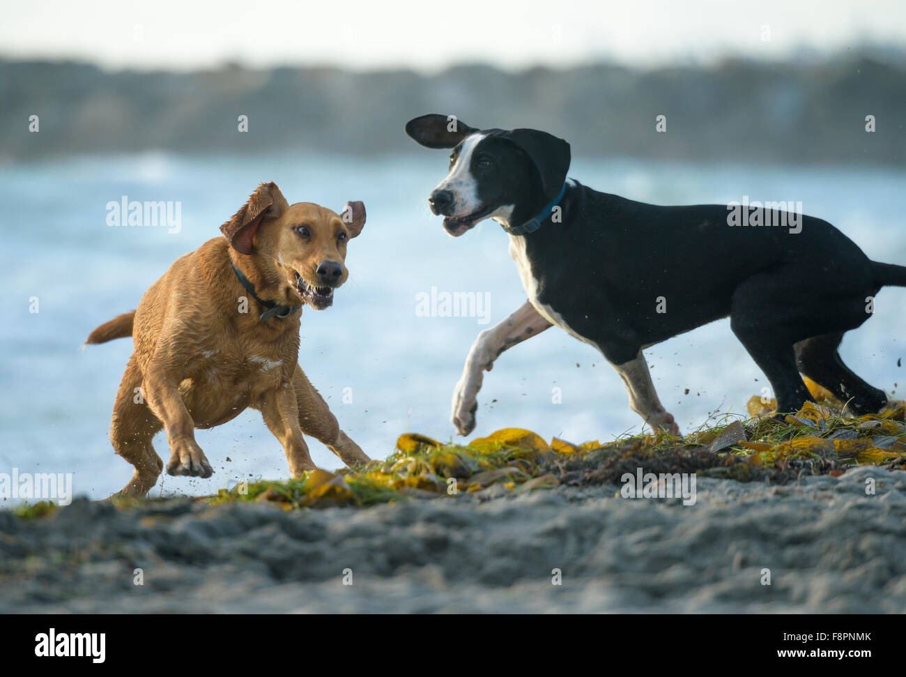 Hunde spielen, laufen und Splash am Ocean Beach, CA Shoreline Stockfoto