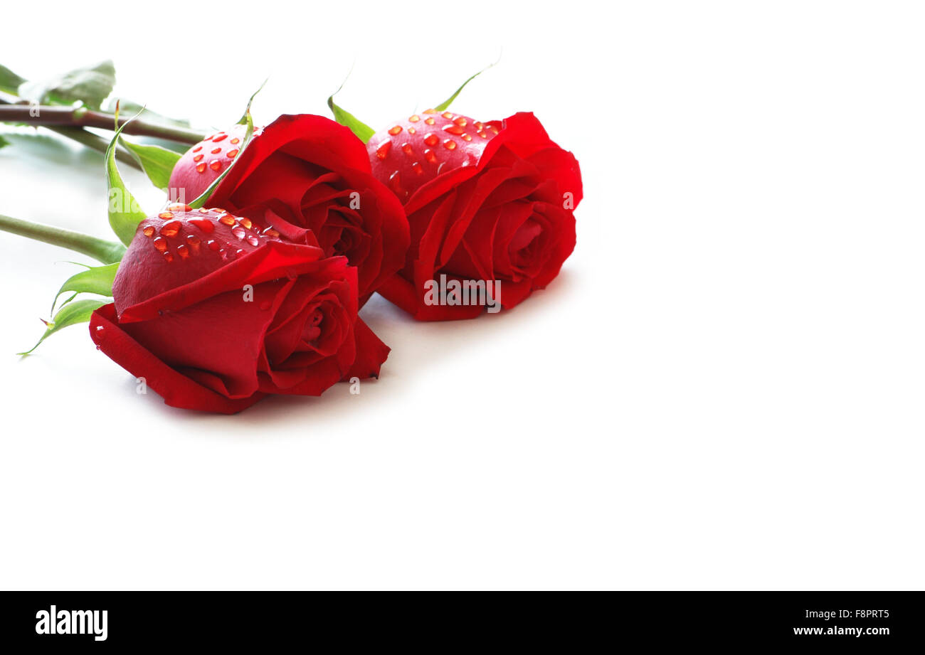 Drei rote Rosen mit Wassertropfen isoliert auf weiss Stockfoto