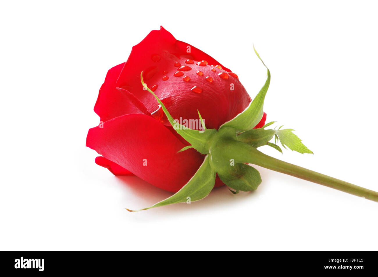 Rote Rose auf dem weißen Hintergrund isoliert Stockfoto