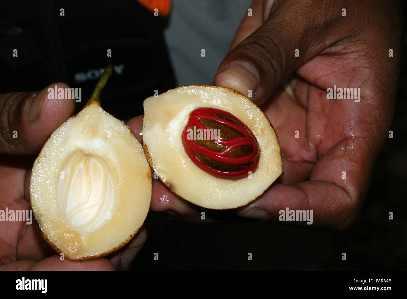 Mace (rot) in Muskat Frucht. Hand halten Muskatnuss Stockfoto