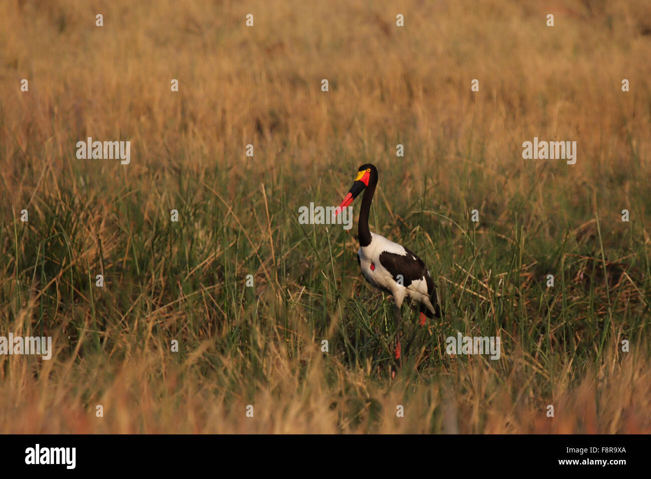 Sattel – abgerechnet Storch (Nahrung Senegalensis) in das Okavango Delta, Botswana. Stockfoto