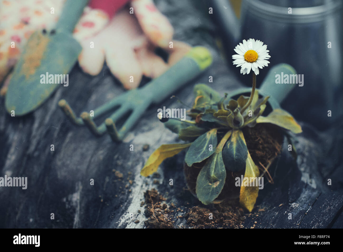 Gartengeräte und ein Gänseblümchen Stockfoto